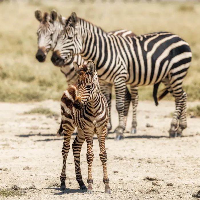 Serengeti Wildlife