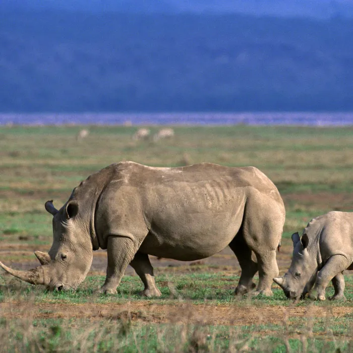 Ngorongoro Wildlife