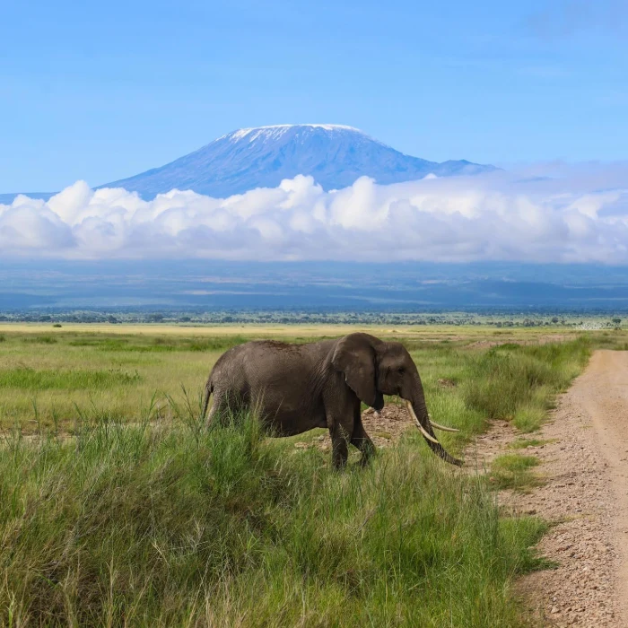 Amboseli Attractions