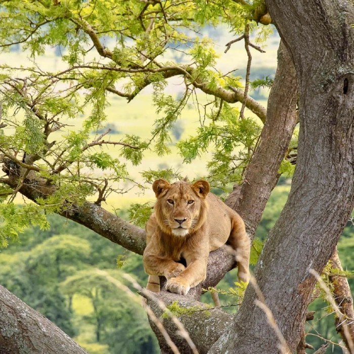 7-days-uganda-adventure-safari-3