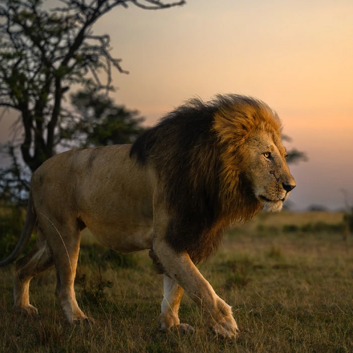 Masai mara Wildlife Attractions