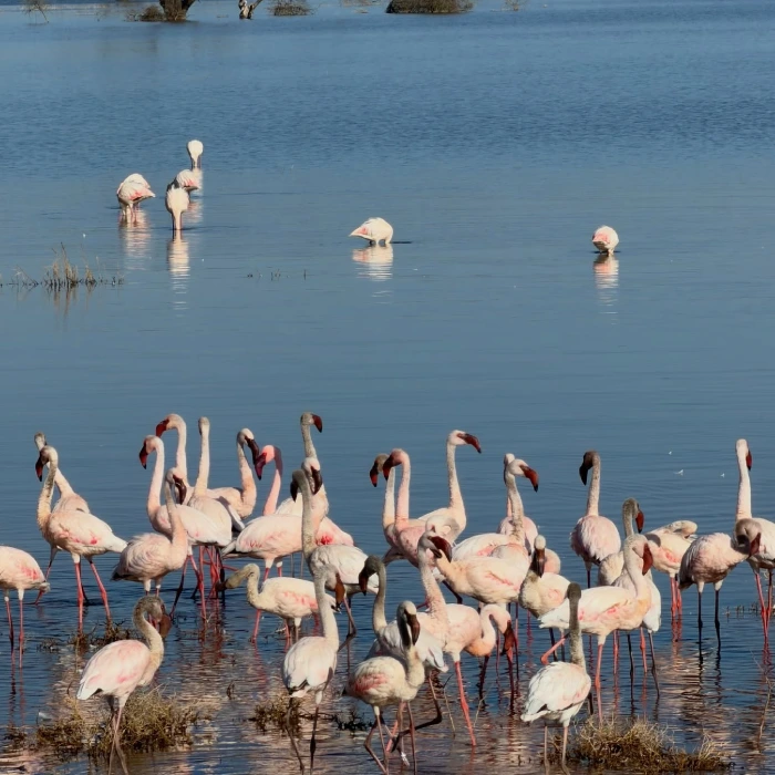 Lake Nakuru Attractions