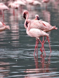 Lake Nakuru Attractions