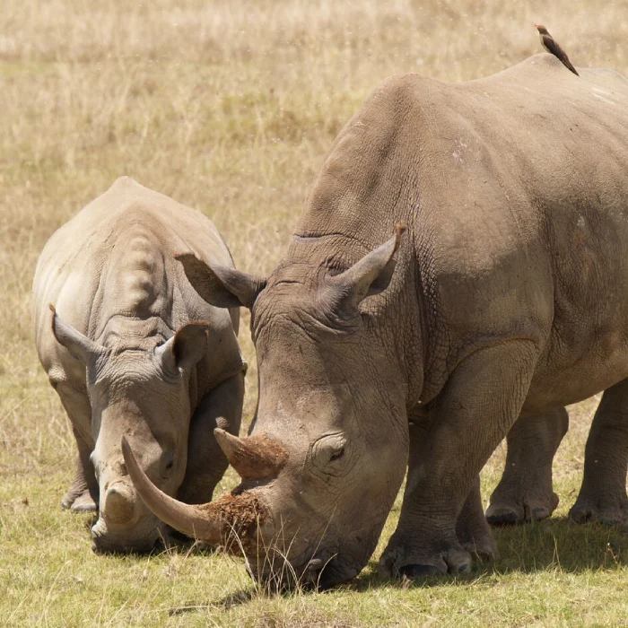 Lake Nakuru Safari