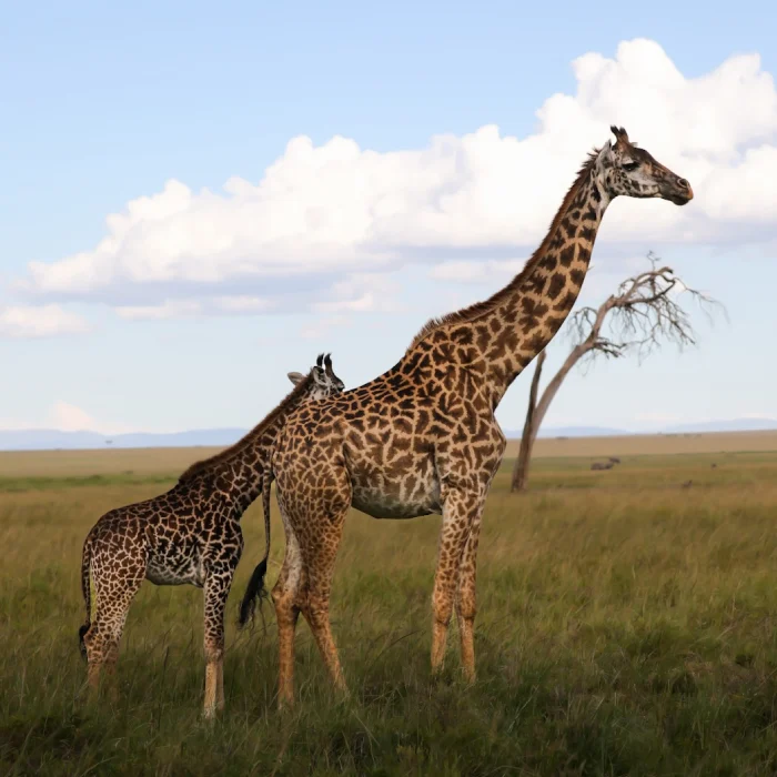 Masai Wildlife