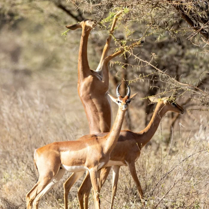 Samburu Attractions