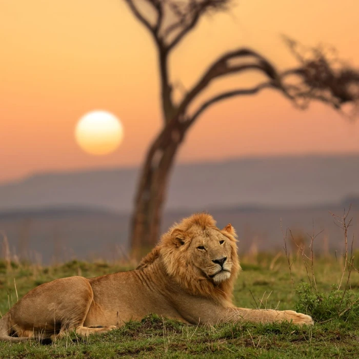 Masai mara Wildlife