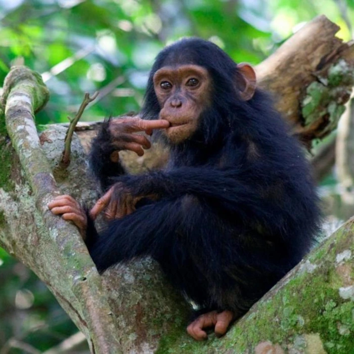 9-days-best-of-uganda-safari-2