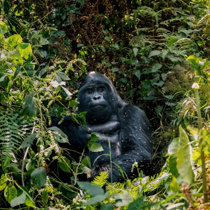 9-days-best-of-uganda-safari-3