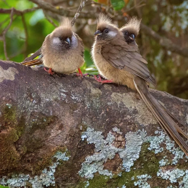 Aberdare National Park Birdlife