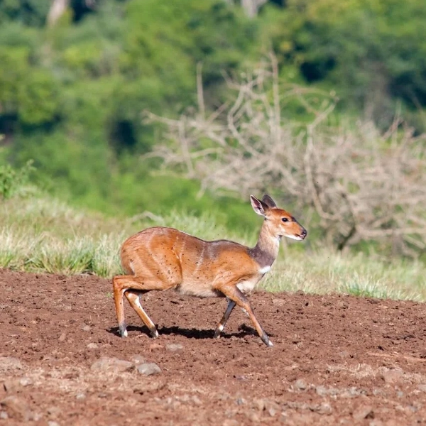 Aberdare National Park Wildlife