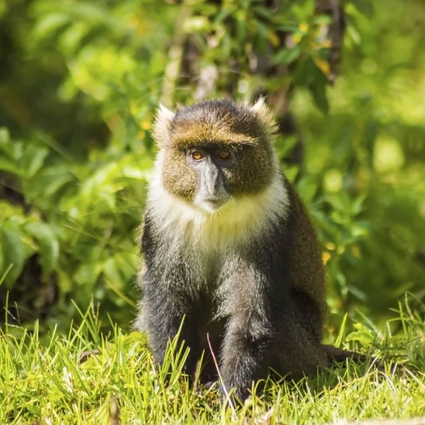 Aberdare National Park Wildlife