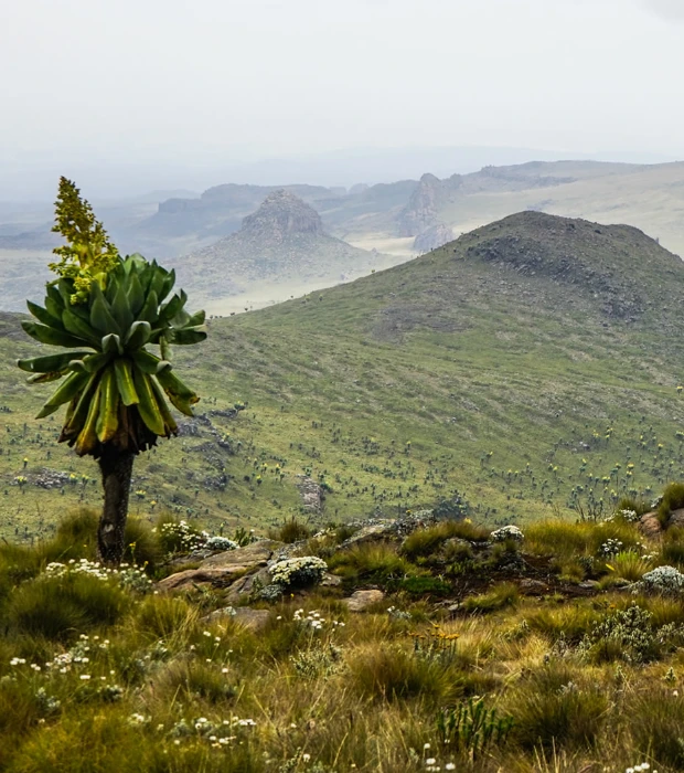 Aberdare National Park