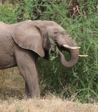 Arusha Wildlife