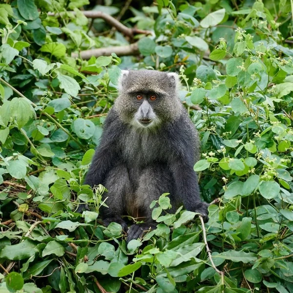 Arusha Wildlife