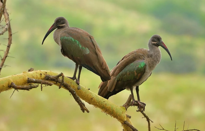 Arusha Birdlife