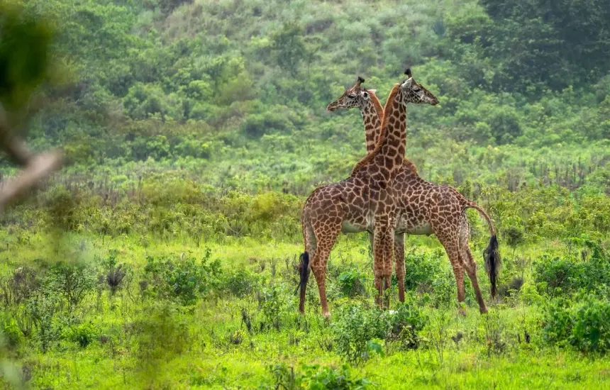 Arusha Wildlife