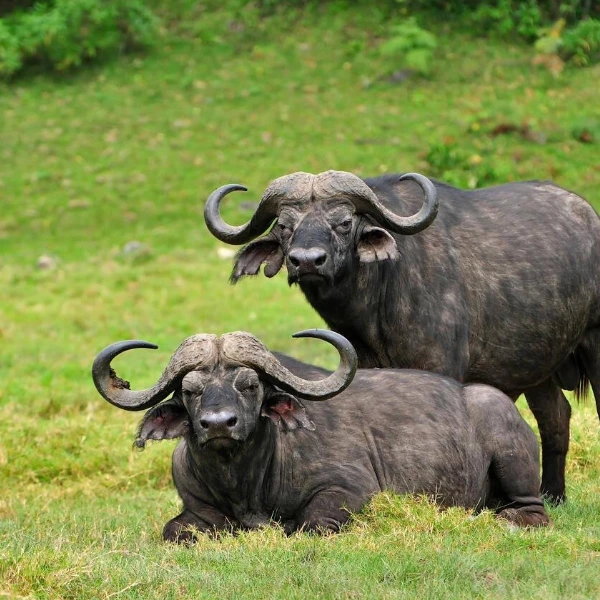 Arusha Wildlife