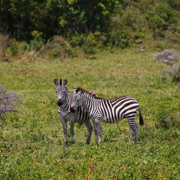 Arusha Wildlife