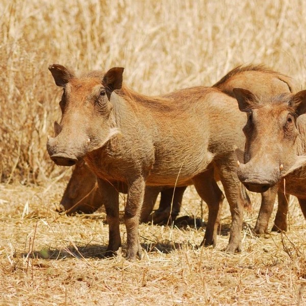 Arusha Wildlife