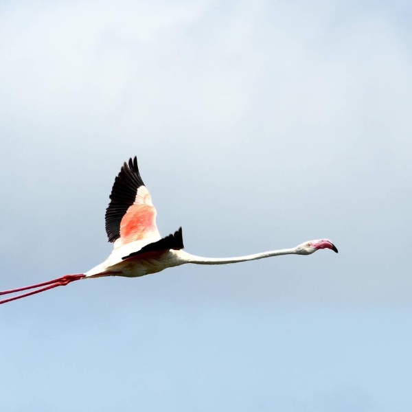 Arusha Birdlife