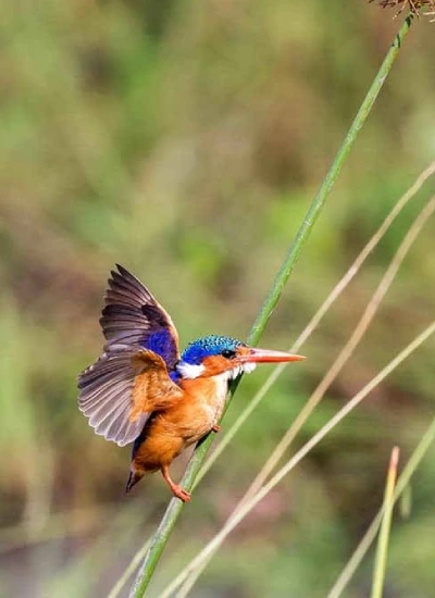 bird-watching-1