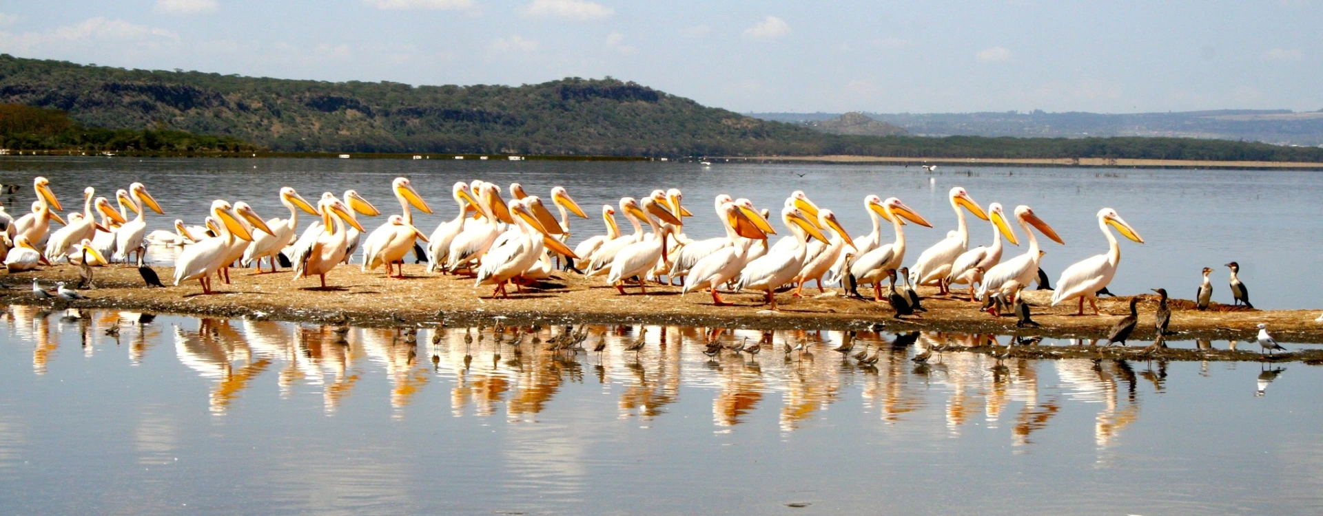 bird-watching-6