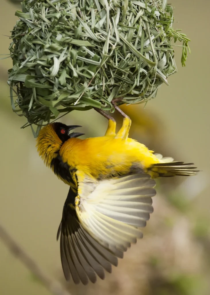 bird-watching-7