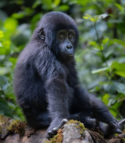 Gorilla Trekking
