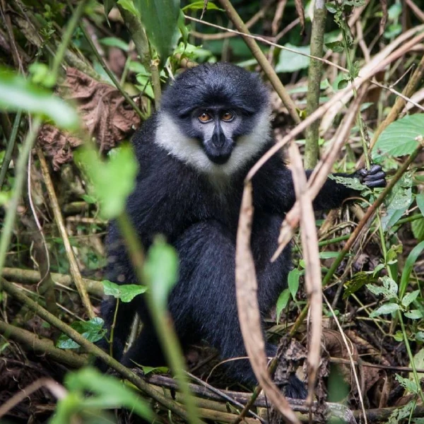 Bwindi Wildlife