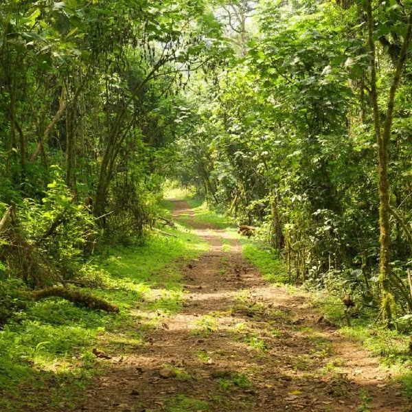 Bwindi Forest Walk