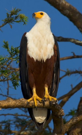 Bwindi Birdlife
