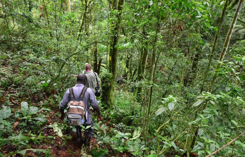 Bwindi Forest Walk