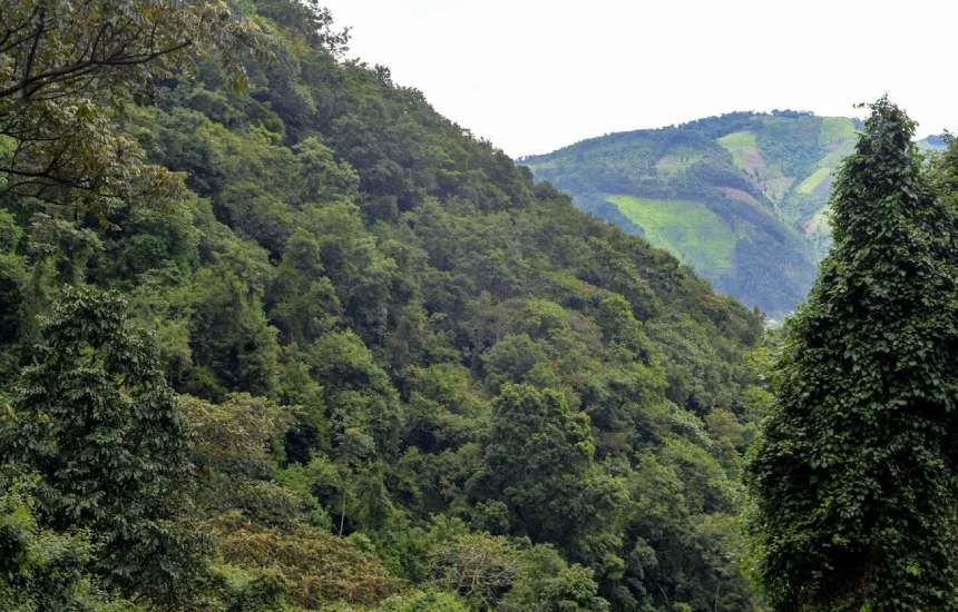 Bwindi Imperable Forest