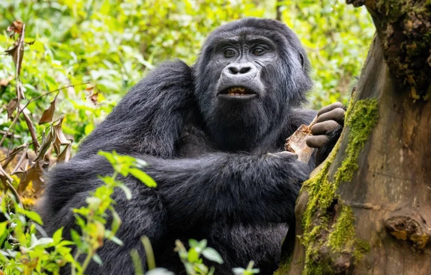 Bwindi Gorilla Trek