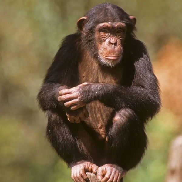 Bwindi Chimpanzee Trek