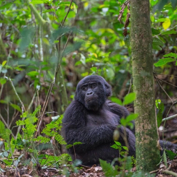 Bwindi Gorilla Trek