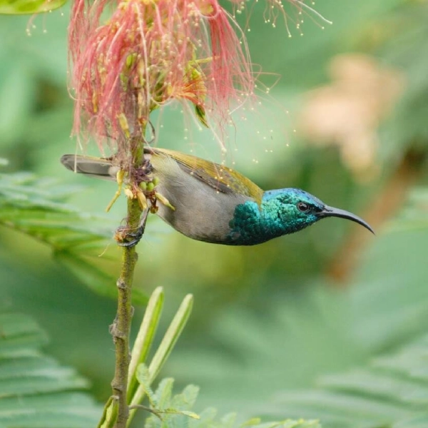 Bwindi Bird Watching