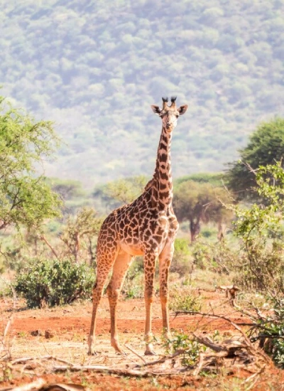 game-drive-1