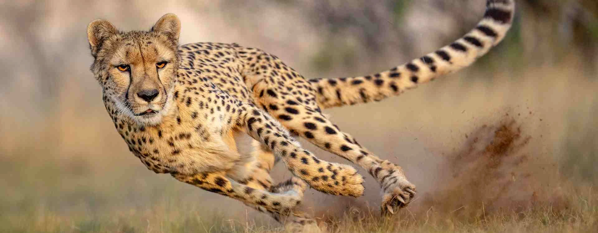 game-drive-6