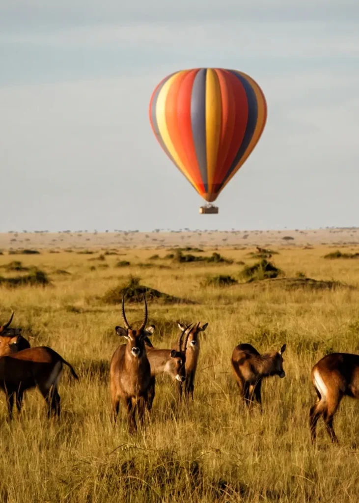 hot-air-balloon-safaris-5