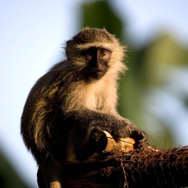 Kampala Wildlife