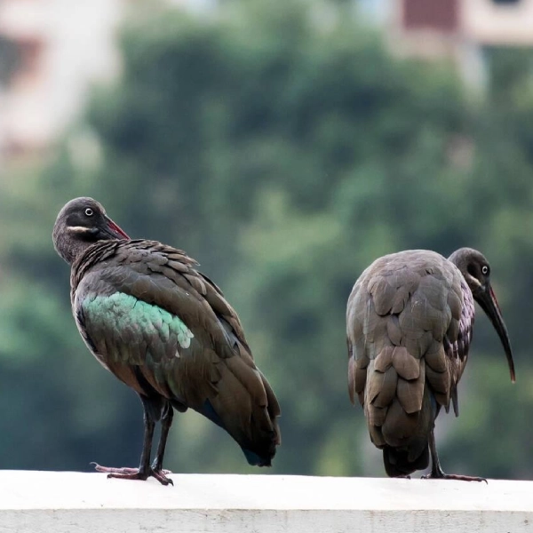 Kampala Birdlife
