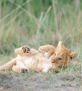Kenya Wildlife