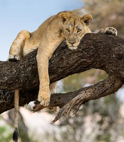 Lake Manyara Tree Climbing Lion