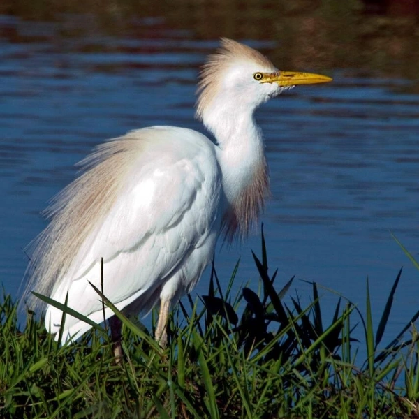 Lake Manyara Birdlife