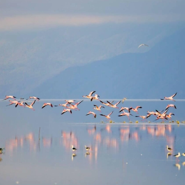 Lake Manyara Birdlife