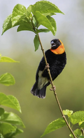Lake Manyara Bird Watching
