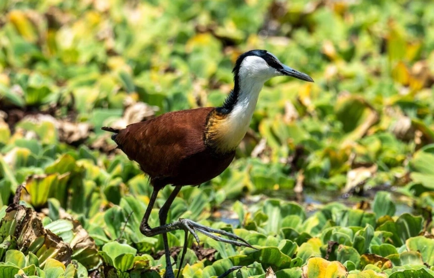 Lake Manyara Birdlife