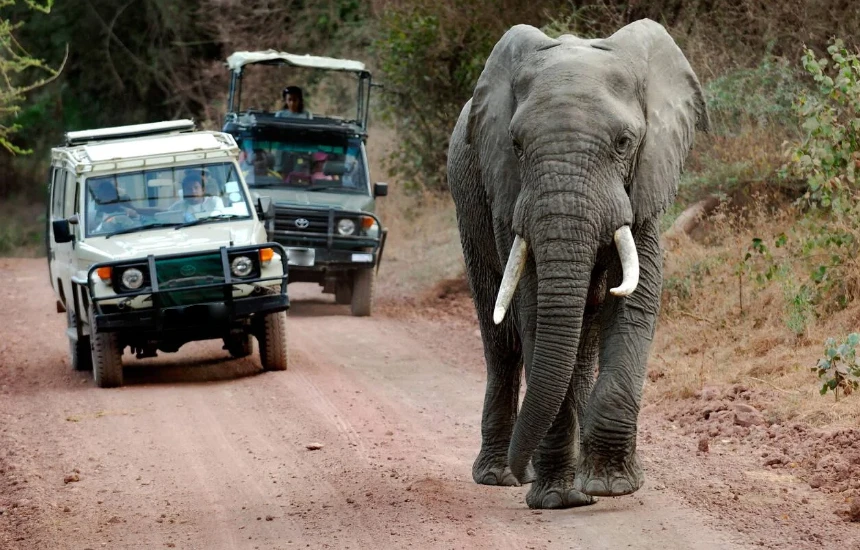 Game Drives